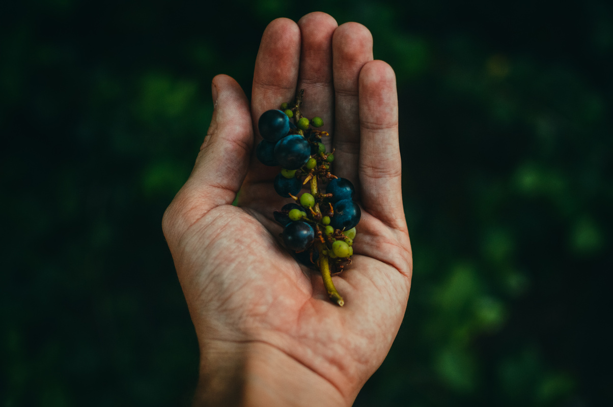 Blue Berries on Sprig Cupped in Human Hand